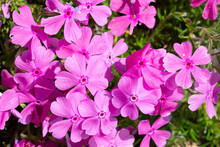 Pink Creeping Phlox Flowers Growing On Garden