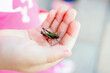 Grasshopper on a kid's hand