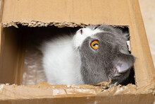 A British Shorthair Cat Looking Out From The Slot Of A Carton Box