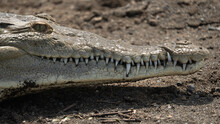Close Up Shot Of An American Crocodile Living In Costa Rica Along The Banks Of The Tarcoles River. 