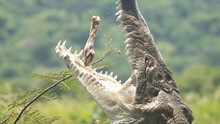 N American Crocodile Catches A Chicken Leg In Mid Air. The Croc Was Found Along The Rivers Of Costa Rica And Is Visited On Photo Safaris And Fed For Tourists. 