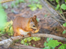 The Squirrel With Nut Sits On Tree Branches In The Summer.
