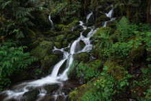 Cascading Waterfall Over Mossy Rocks And Lush Foliage In The Quinault Rainforest, Pacific Northwest, Washington State