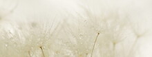 Dandelion Seeds Macro Texture Background Neutral Color. Banner.Beautiful Gentle Abstract Natural Backdrop. Selective Focus.  Poster