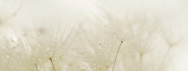 dandelion seeds macro texture background neutral color. Banner.Beautiful Gentle abstract natural backdrop. Selective focus.  poster