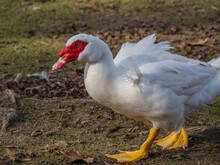 Muscovy Duck Along Shoreline Of Lake Natoma