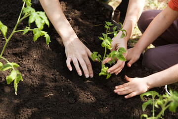 Wall Mural - Concept of Earth day, organic gardening, ecology. children's hands holding a seedling planted in the soil and blurred backgrounds. growing plants in nature