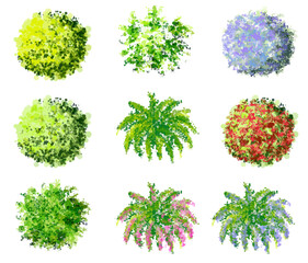 Wall Mural - vector blooming flower or tree top view isolated on white background for landscape plan and architec
