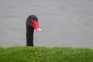 Wall Mural - A portrait of a black swan. It only shows the head and neck as it looks over a grass bank from the water