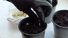 Closeup Of A Woman Holding And Planting Plant Grains Pea Microgreens In A Pot