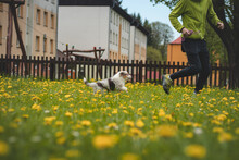 Beautiful Australian Shepherd Puppy Running With His Owner In A Garden Full Of Sunflowers. Agility And Coordination Training. Cuteness Of Puppy