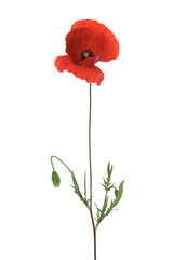 Wall Mural - 	
Coquelicots	
