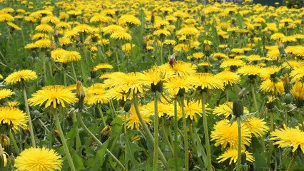 Wall Mural - yellow spring may flowers dandelions in a sunny meadow 2022