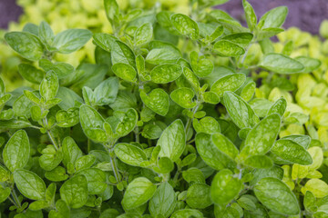 Poster - Leaves of Origanum vulgare plant, commonly known as oregano