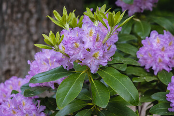 Canvas Print - Close up of Cunninghams White viariety of Rhododendron