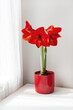 Beautiful red amaryllis flowers on table in room