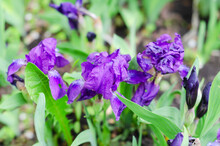 Forest Flowers Of Purple Iris On A Green Unfocused Natural Background. Selective Focus