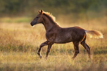 Wall Mural - Foal with blonde mane free run