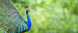 Portrait Peacock, Peafowl or Pavo cristatus, live in a forest natural park colorful spread tail-feathers gesture elegance at Suan Phueng, Ratchaburi, Thailand. Leave space for banner text input.
