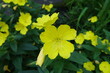Close shot of yellow flower of evening primrose in June