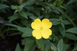 Single yellow flower of evening primrose in June