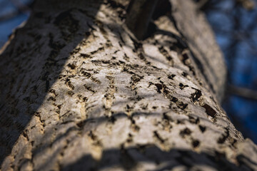 Canvas Print - Bark of Juglans regia tree commonly called Common walnut