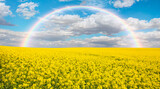 Fototapeta Tęcza - Yellow mustard field landscape industry of agriculture with rainbow - Germany