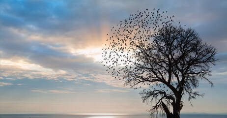 Poster - Silhouette of birds flying with lone dead tree at amazing sunset, sun rays in the background