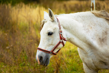 Wall Mural - Portrait of a white horse on a meadow.