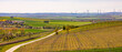 Panorama Landschaft einer ländlichen Region mit Weinbergen vor einer großen Anzahl von Windrädern am Horizont