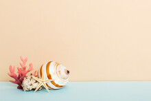 Beach Seashells On Colored Background. Mock Up With Copy Space
