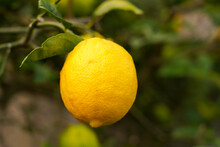 Single Yellow Lemon On Tree