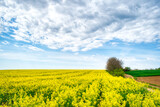 Fototapeta Na sufit - Colorful spring landscape. Yellow field of flowering rape with a cloudy blue sky. Natural landscape in Hungary, Europe