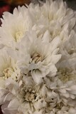 Fototapeta Tulipany - white chrysanthemum flower