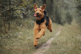 Fototapeta Konie - Airedale terrier dog running on the road