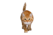 Crouching red cat on Isolated white background, front view