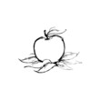 Szkic jabłka Apple sketch