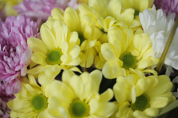 Poster - Flower composition. mixed flower bouquet