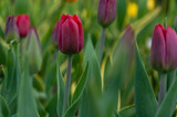 Fototapeta Tulipany - Dark tulips. Tulip bud among green leaves. Young plants. Blooming flowers. Simple composition. Selective focus.
