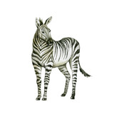 Fototapeta  - Zebra on white background. Wild animal.