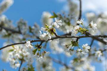 Wall Mural - Twig of flowering cherry with white flowers and blue sky