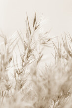 Dry Cool Tones Beige Romantic Cane Reed Rush On Light Background Macro Beige Retro Vintage Neutral Effect