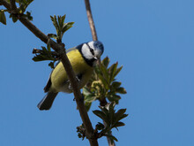 Cute Blue Tit Bird Sitting On A Twig Looking Down