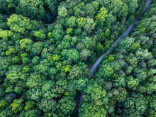 Aerial View Of Dirt Road Winding Through Bright Green Forest.