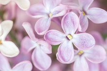 Close-up Of Pale Pink Lilac Blossoms