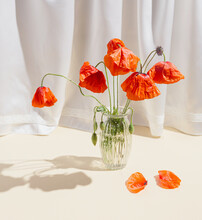 Red Poppies Flowers In Glass Vases On Pastel Sunlit Background With Shadows. Nature Concept. Minimal Style.