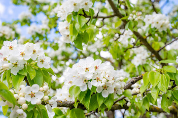 flowering apple tree