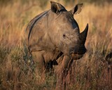 Fototapeta Konie - Rhino