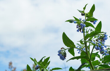 Poster - Small bell blue flowers