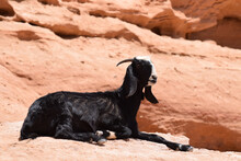 A Black Goat With A White Stripe On Its Face Relaxing Lying Down On Rocks
